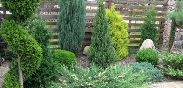 Хвойные тенелюбивые растения – Хвойные растения для сада (36 фото): особенности карликовых, тенелюбивых, декоративных хвойников, дизайн, сорта, фото и видео