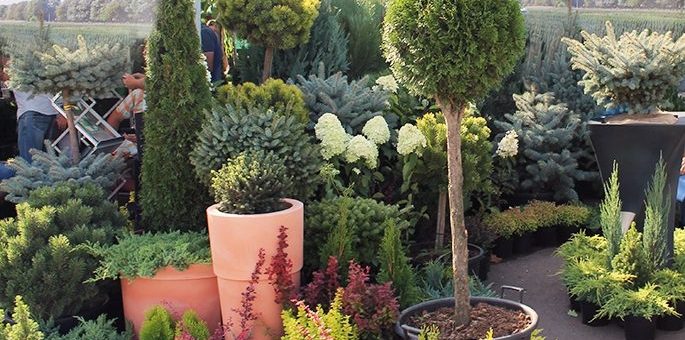 Хвойных деревьев цветы – названия, фото, декоративные хвойники, ель, лиственное дерево, сосна, теплолюбивые на участке