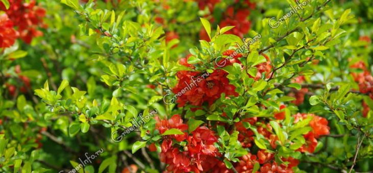 Японская айва низкая – Айва японская – украшение декоративного сада: агротехника, посадка и правильный уход за культурой