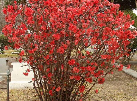 Японская айва высота – Айва японская или Хиномелес (Chaenomeles japonica),купить айву,саженцы айвы,хиномелес купить,айва японская посадка и уход,кустарник айва,кустарники для живой изгороди,декоративные кустарники,купить айву японскую,саженцы айвы японской,айва сорта
