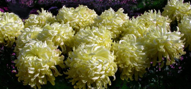 Японская хризантема фото