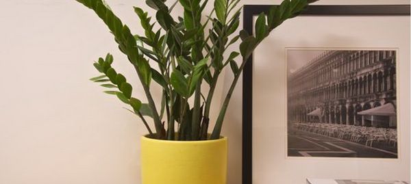 Замиокулькас другое название – родина, семейство, корневая система, ядовитый или нет, описание и названия видов, свойства