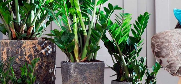 Замиокулькас фото цветет – польза и вред для здоровья, фото, приметы и суеверия, сколько цветет, значение по фен-шую, отзывы