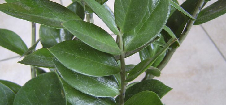 Замиокулькас фото цветок – Замиокулькас. Уход за цветами замиокулькусами,комнатное растение замиокулькас, размножение, полив, уход. Цветок замиокулькас выращивание.