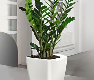 Замиокулькас семейство – Растение замиокулькас. Уход в домашних условиях, выращивание, размножение и пересадка замиокулькаса