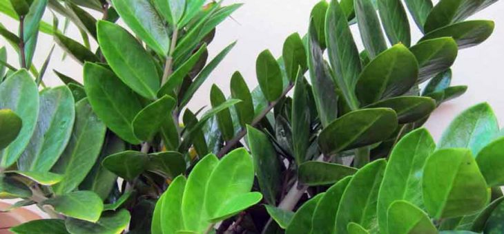 Замиокулькас виды и сорта – родина, семейство, корневая система, ядовитый или нет, описание и названия видов, свойства