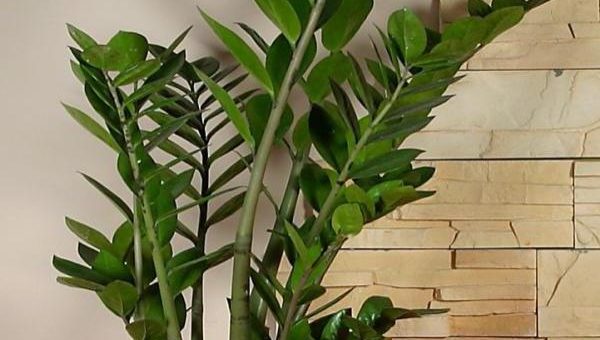 Замиокулькас виды – родина, семейство, корневая система, ядовитый или нет, описание и названия видов, свойства