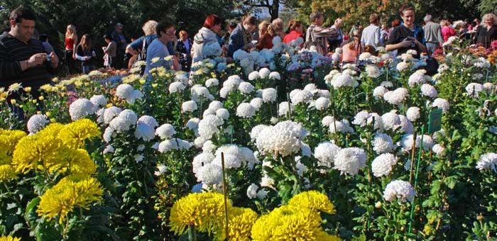 Зеленые хризантемы сорта и их описание – Бал хризантем, часть II. Крупноцветковые сорта: igorsamusenko