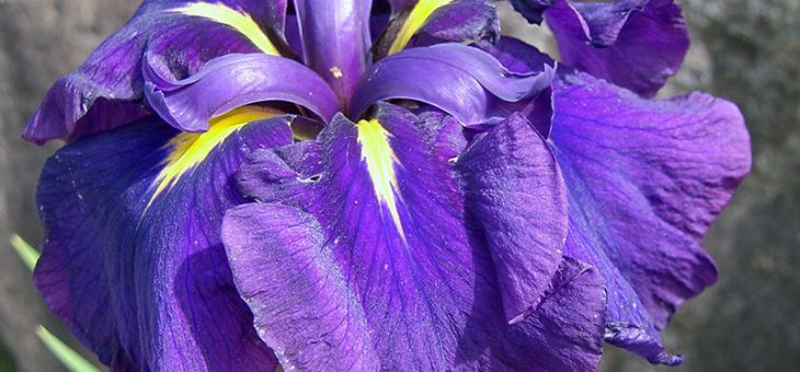 Желтые ирисы фото – сорта и виды, синие, белые, желтые, фиолетовые, красные, голубые, розовые разновидности, видео