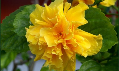 Желтый гибискус