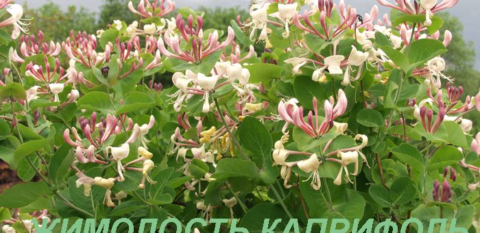 Жимолость фото цветов – Жимолость каприфоль: посадка, размножение, уход (обрезка). Сорта каприфоли. Фото лианы