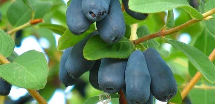 Жимолость как выглядит – посадка и уход, размножение, сорта в Украине, выращивание, полезные свойства, фото как выглядит