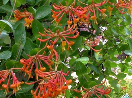 Жимолость серотина посадка и уход фото – Вьющаяся жимолость . Виды и сорта: жимолость Брауна Скарлет/ Голден Трампет/ Фуксиодес, жимолость вьющаяся Серотина, жимолость Тельмана, вечнозеленая, Генри, заостренная, японская и другие