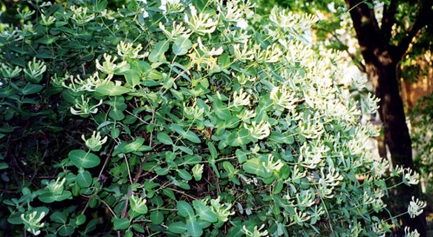 Жимолость в саду фото