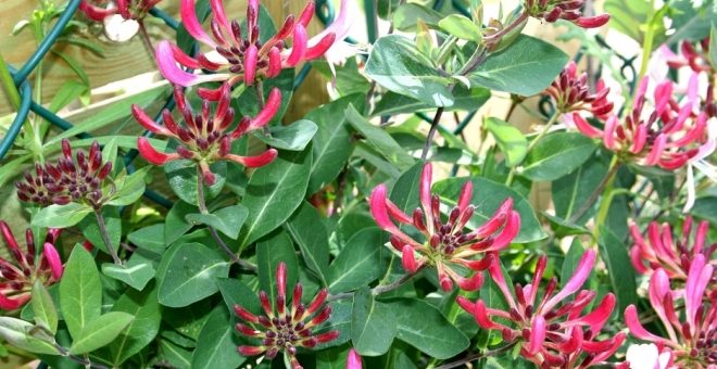 Золотистая жимолость – Жимолость золотистая уход, выращивание, полив, посадка в домашних условиях